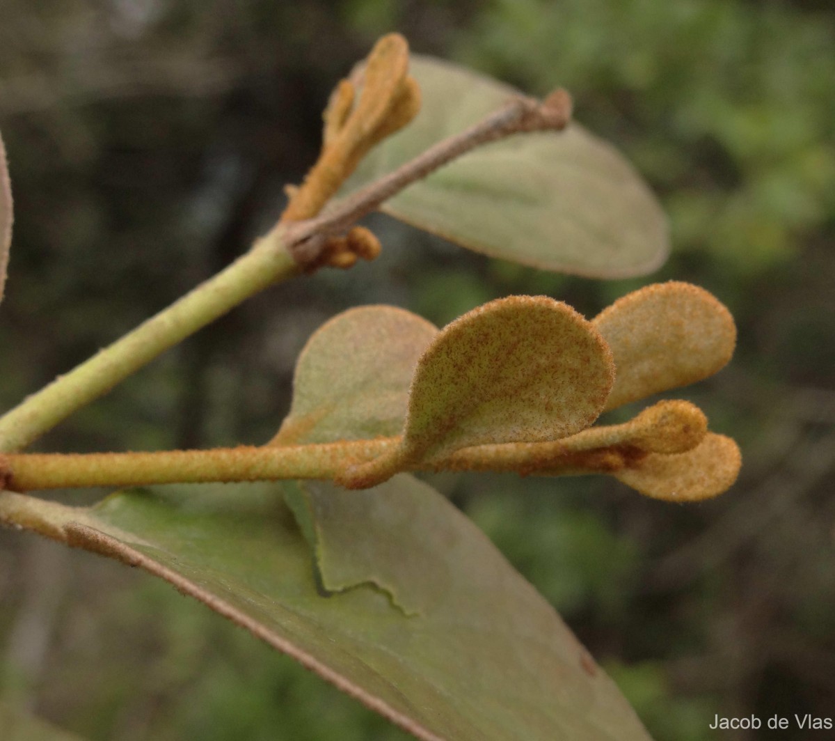 Taxillus incanus (Trimen) Wiens